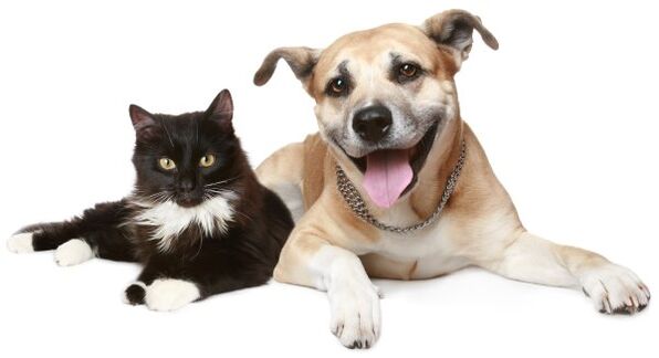 Los animales son una fuente de infección parasitaria. 