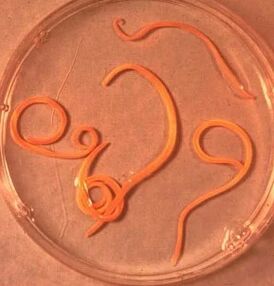 Parásitos del hombre Ascaride