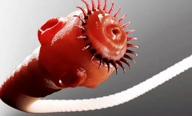 ¿Qué parásitos pueden vivir en el cuerpo humano